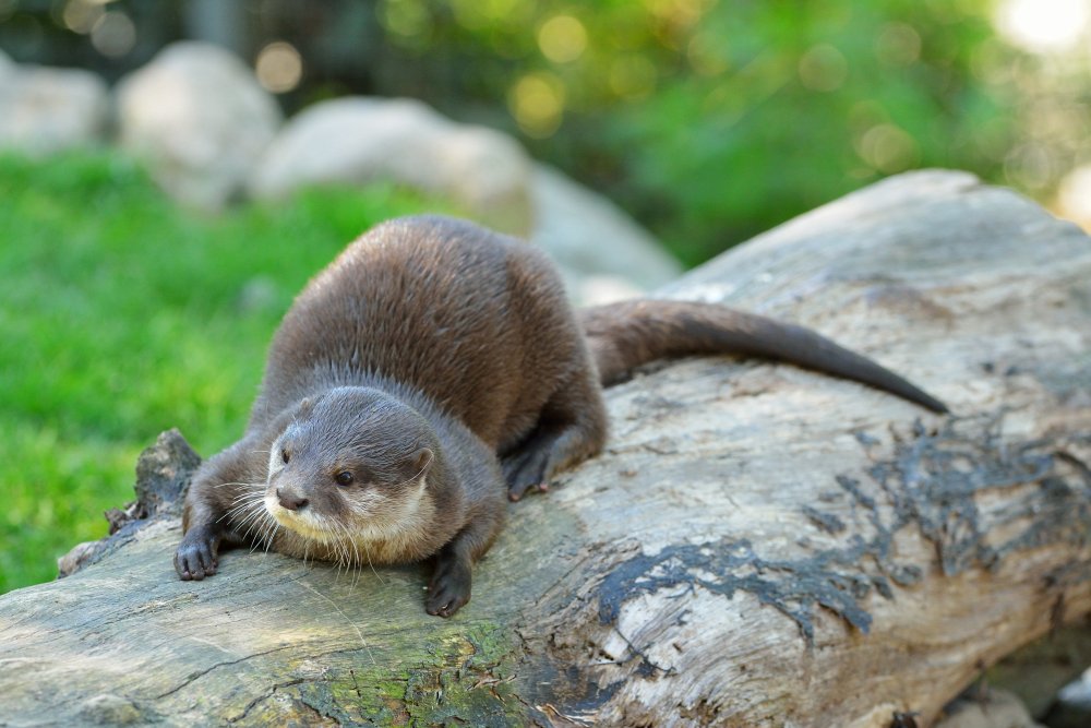 ZooKarlsruhe0413-14.jpg - Kein Feind in der Nähe?