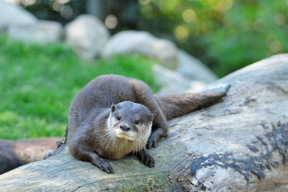 ZooKarlsruhe0413-17.jpg - Und nochmal, sehr schön.