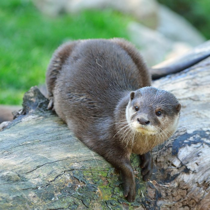 ZooKarlsruhe0413-18.jpg - Hier ist eins fürs Familienalbum.