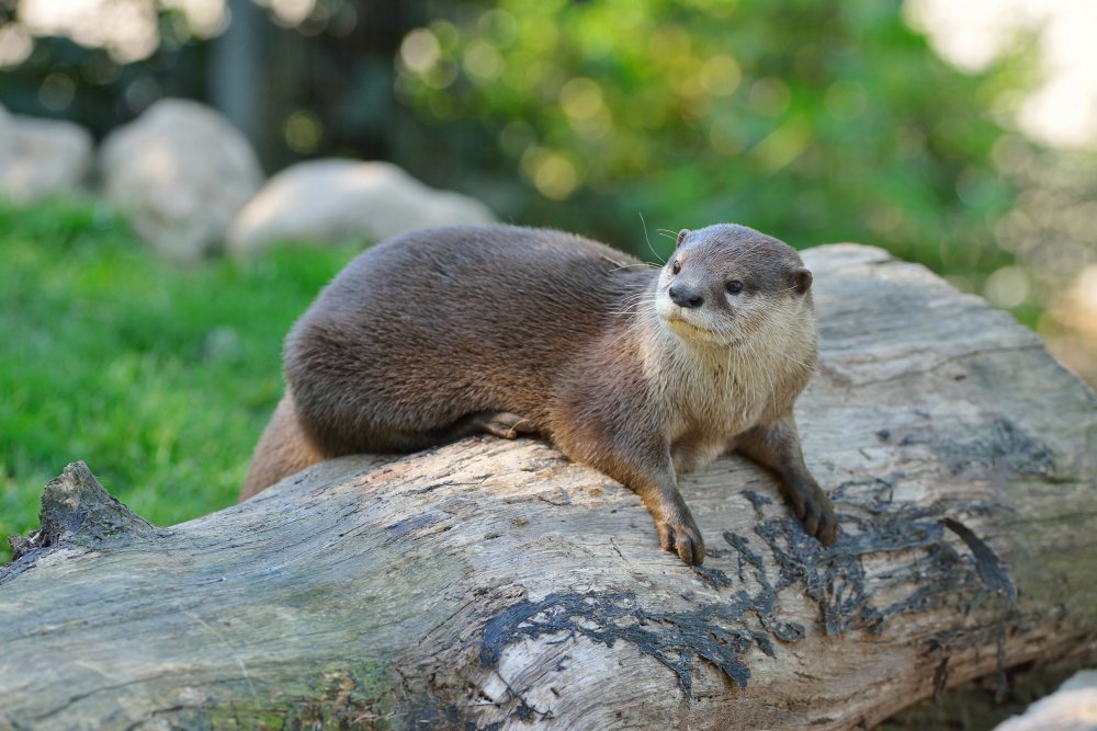 ZooKarlsruhe0413-19.jpg - So jetzt ist aber genug mit den Otterbildern.