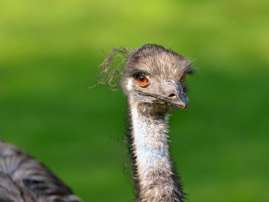 ZooKarlsruhe0413-21.jpg - Sieht ein wenig aus wie das Pillhuhn, oder?
