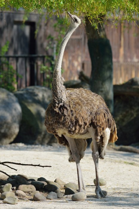 ZooKarlsruhe0413-22.jpg - Hm. Jetzt wird mir klar, warum dieser Baum an der Unterkante wie gerade abgeschnitten aussieht.
