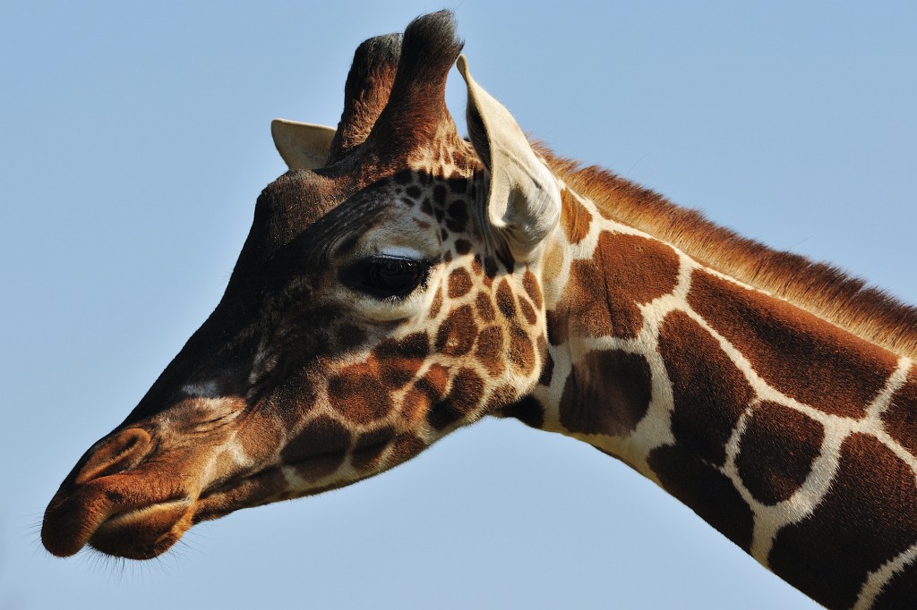 ZooKa210309-07.jpg - Die Giraffen waren schwer zu fotografieren, weil der Blick auf ihr Gehege im Zuge der aktuellen Baumaßnahmen mit einem Zaun umstellt wurde, der leider zu engmaschig für mein riesiges 300mm Teleobjektiv ist. Aber hier und dort findet sich dennoch ein kleines Löchlein, durch das man fotografieren kann.