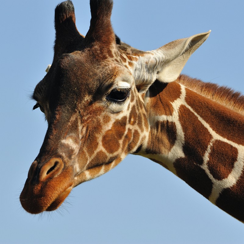 ZooKa210309-08.jpg - Würde man den Blick etwas senken, dann käme sofort eine Hausfassade ins Bild. Der Zoo Karlsruhe liegt mitten in der Stadt.