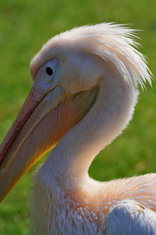 ZooKa210309-10.jpg - Ein Pelikan, der die wärmenden Sonnenstrahlen genau wie ich sehr gerne spürt. Leider nur scheinen sie aus der falschen Richtung, so dass ich im Gegenlicht kein wirklich gutes Bild von ihm auf dem Sensor einfangen  konnte.