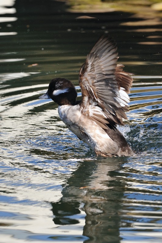 ZooKa210309-13.jpg - Hier wird nicht etwa in Richtung Mallorca durchgestartet, sondern nur im Rahmen der täglichen Hygiene das Gefieder durchgespült.