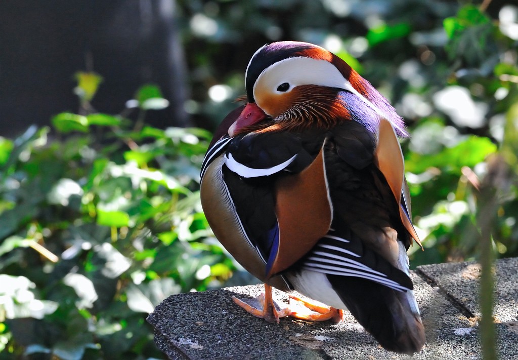 ZooKa210309-16.jpg - Hier haben wir wieder unsere Luxus-Ente von eben.