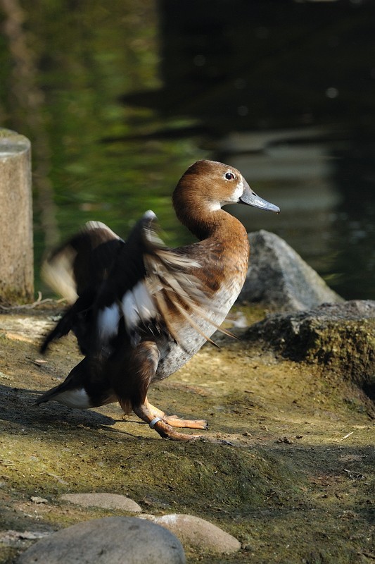 ZooKa210309-21.jpg - Ob dieses hübsche Exemplar eine Entendame ist?