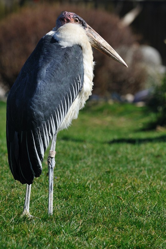 ZooKa210309-25.jpg - Sieht doch irgendwie konspirativ aus, oder? Würde mal sagen, dann schauen wir wieder besser  unauffällig woanders hin und beenden diese Bilderserie ;-)