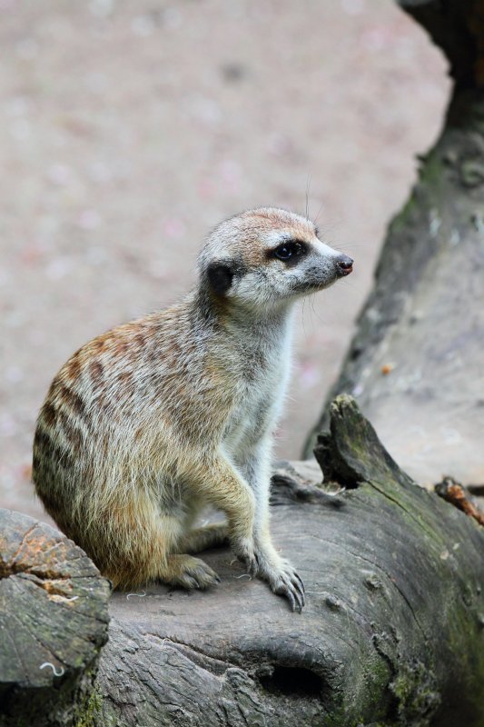 Zoo-Karlsruhe-Mai2009-02.jpg - Auf die Erdmännchen kann man sich im Zoo Karlsruhe verlassen. Sie sind immer da und halten Ausschau nach größeren Raubvögeln, die im Zoo Karlsruhe extrem selten anzutreffen sind. Das gilt insbesondere für frei lebende Exemplare ;-)