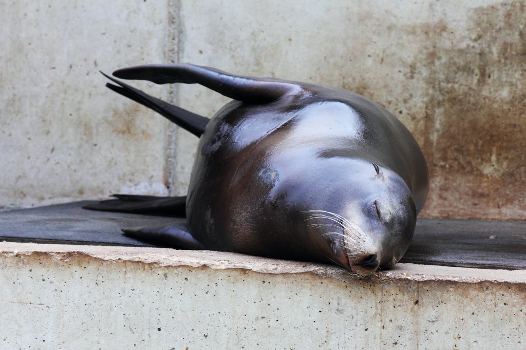 Zoo-Karlsruhe-Mai2009-06.jpg - Na ja, manche bleiben selbst jetzt ganz gelassen. Öh, ja. Ob die wirklich so einen Lärm machen müssen?