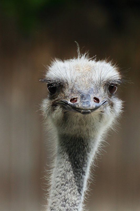 Zoo-Karlsruhe-Mai2009-07.jpg - Sieht er nicht aus, wie so manche Zeichnung, die ich in der Schule immer auf meinen Zeichenblöcken zu hinterlassen pflegte?