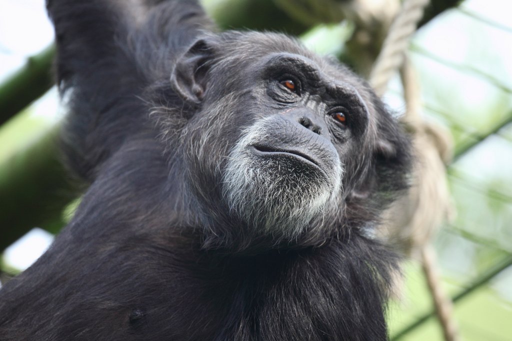 Zoo-Karlsruhe-Mai2009-08.jpg - Eine echte Überraschung. Die Schimpansen sind gewillt, an die frische Luft zu kommen und beginnen, im Außengehege herumzuklettern.