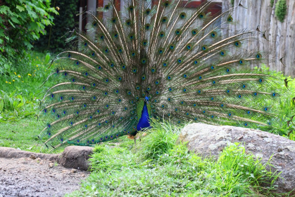 Zoo-Karlsruhe-Mai2009-09.jpg - Die Hauptattraktion des Tages. Ein Pfau schlägt ein Rad...