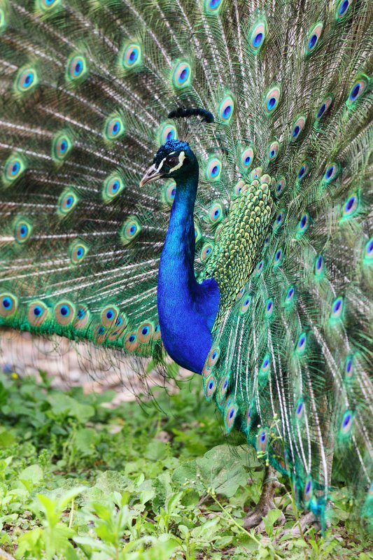 Zoo-Karlsruhe-Mai2009-12.jpg - Leider schlagen Pfaue ihr Rad oft im Schatten, weswegen man als Fotograf den ISO Regler gefährlich weit aufdrehen muss.